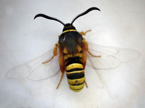Sesia bembeciformis